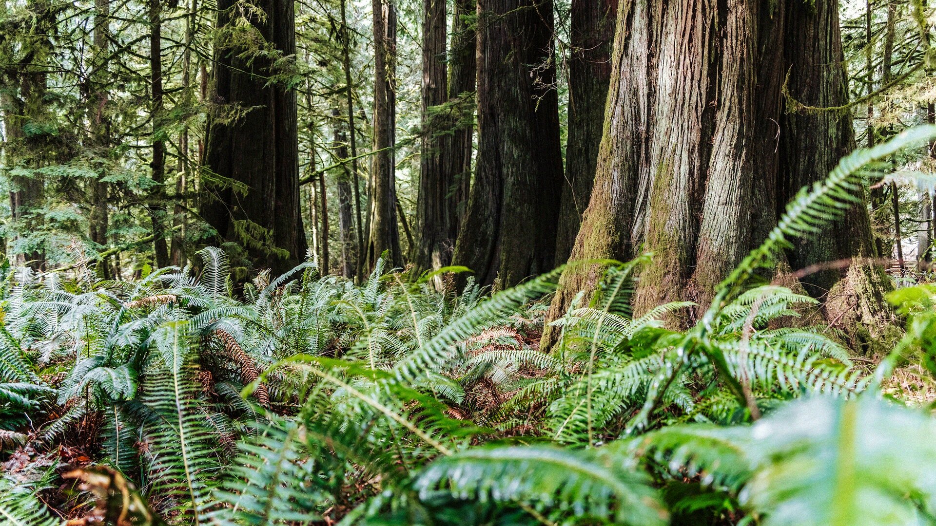 Towering old-growth cedar trunks with a dense carpet of sword ferns on the forest floor in a Pacific Northwest rainforest